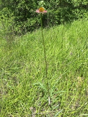 Echinacea atrorubens