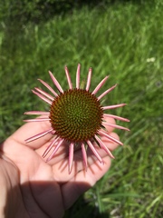 Echinacea atrorubens