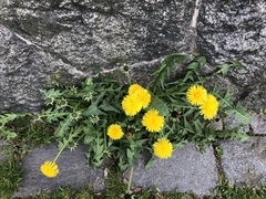 Taraxacum officinale