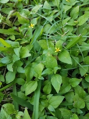 Calyptocarpus vialis