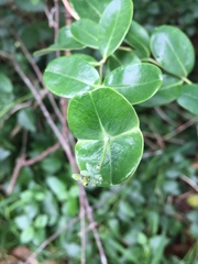 Lonicera sempervirens