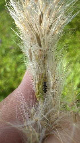Bothriochloa longipaniculata, photograph 4