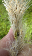 Bothriochloa longipaniculata, photograph (c) William Jones, some rights reserved (CC BY)
