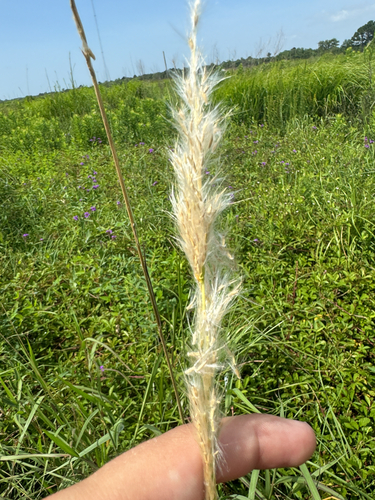 Bothriochloa longipaniculata, photograph 5