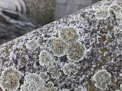 Protoparmeliopsis muralis