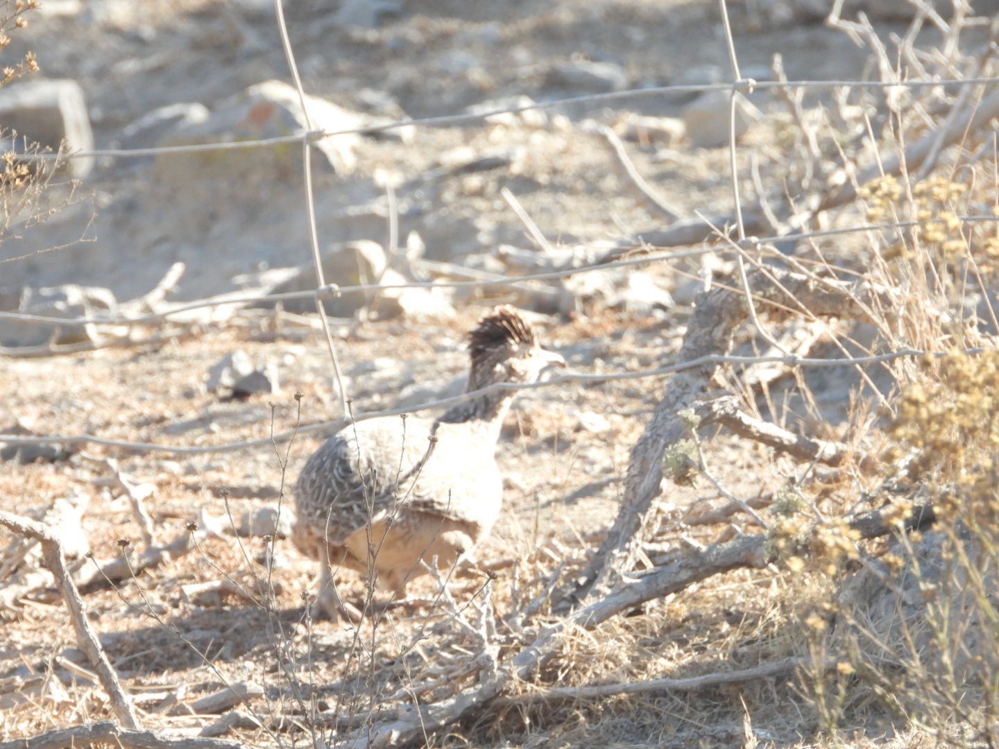 Chilean Tinamou (Nothoprocta perdicaria), photo 6