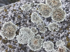 Protoparmeliopsis muralis