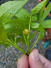 Phylloxera spinosa