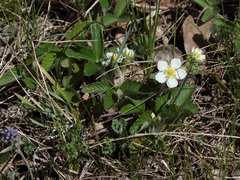Fragaria viridis