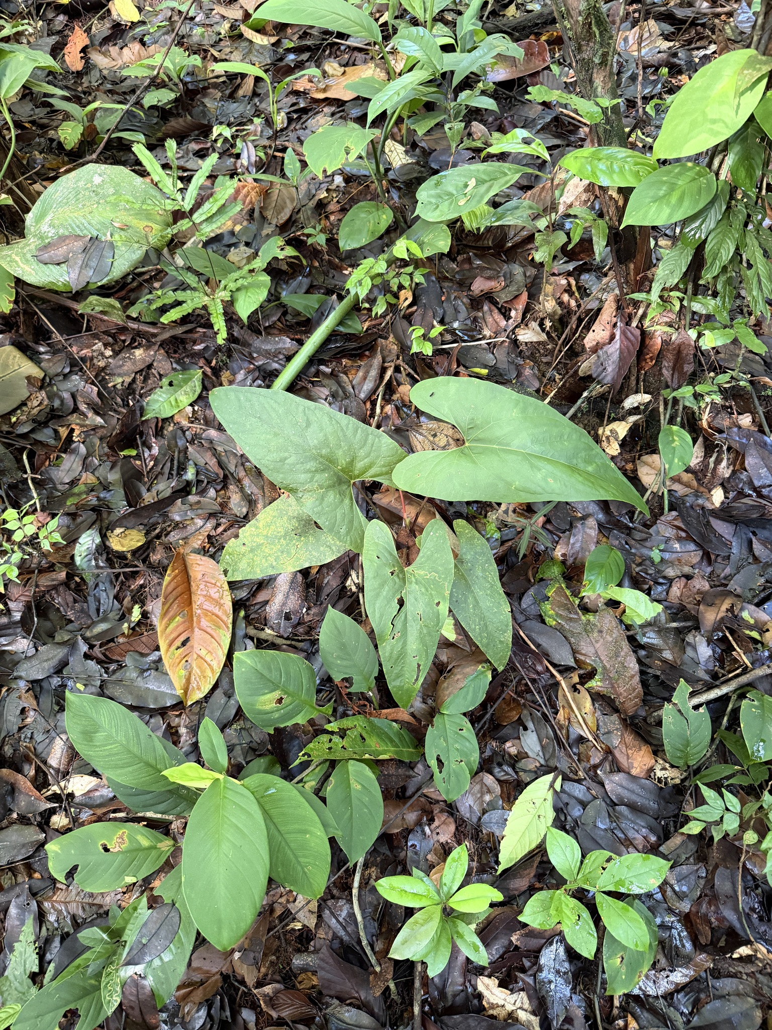 Anthurium sagittatum