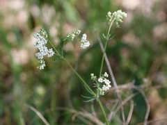 Galium glaucum