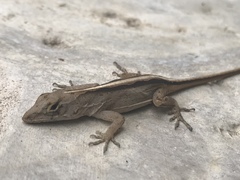 Anolis sagrei