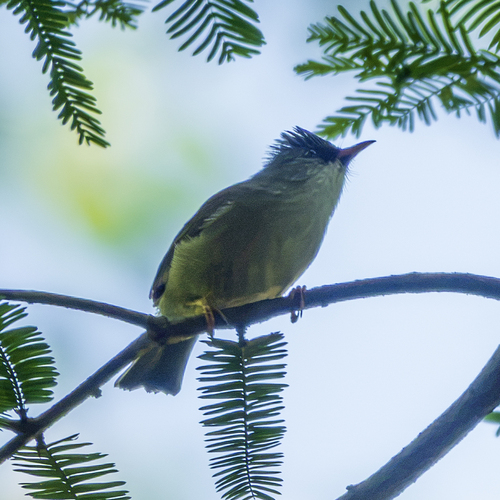 Black-chinned Yuhina