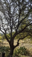 Prosopis chilensis