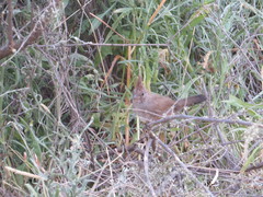 Rhinocrypta lanceolata