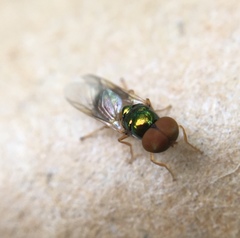 Microchrysa flaviventris