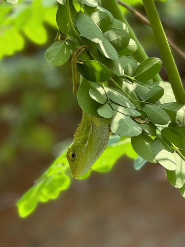 Great Crested Canopy Lizard
