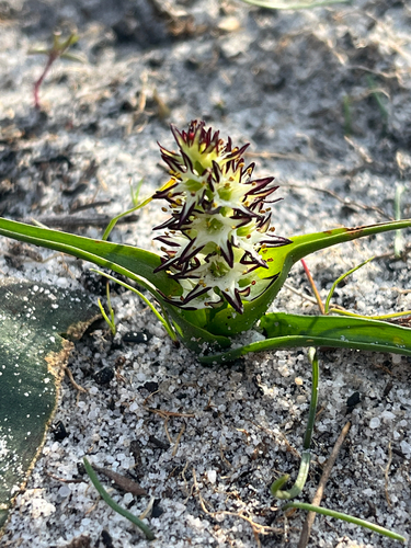 Wurmbea hiemalis (Wurmbea hiemalis)