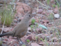 Rhinocrypta lanceolata