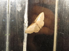 Idaea ptyonopoda