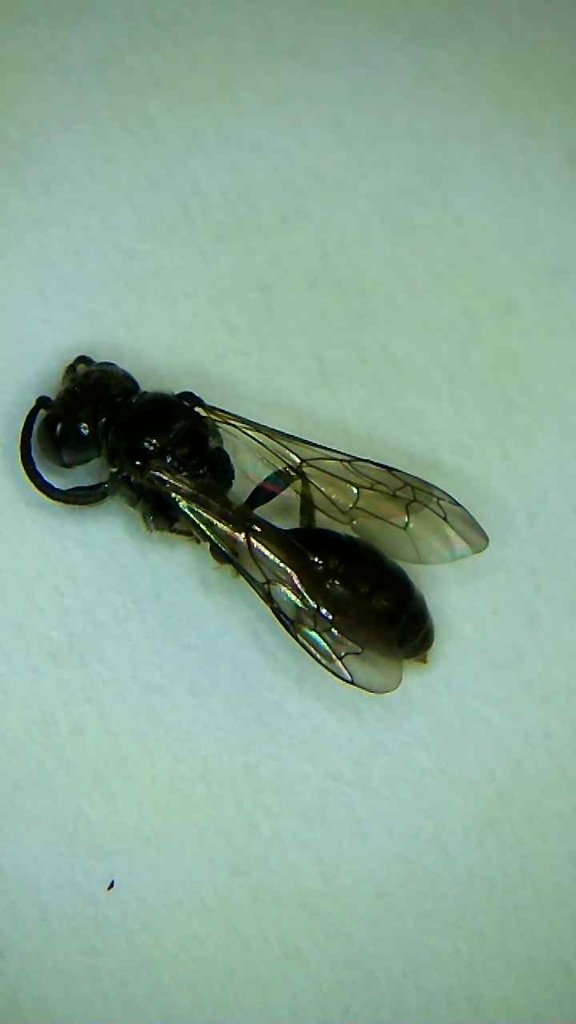 Mimumesa nigra