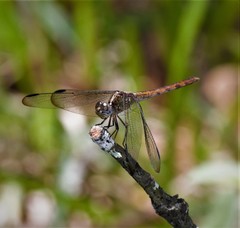 Erythrodiplax umbrata