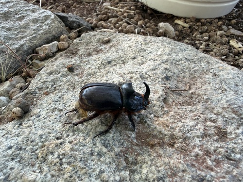 European Rhinoceros Beetle