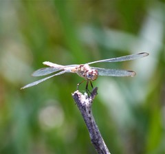 Erythrodiplax umbrata