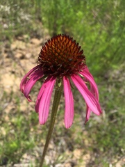 Echinacea paradoxa neglecta
