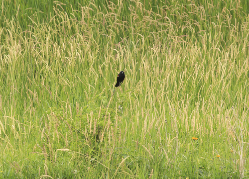 Red-winged Blackbird