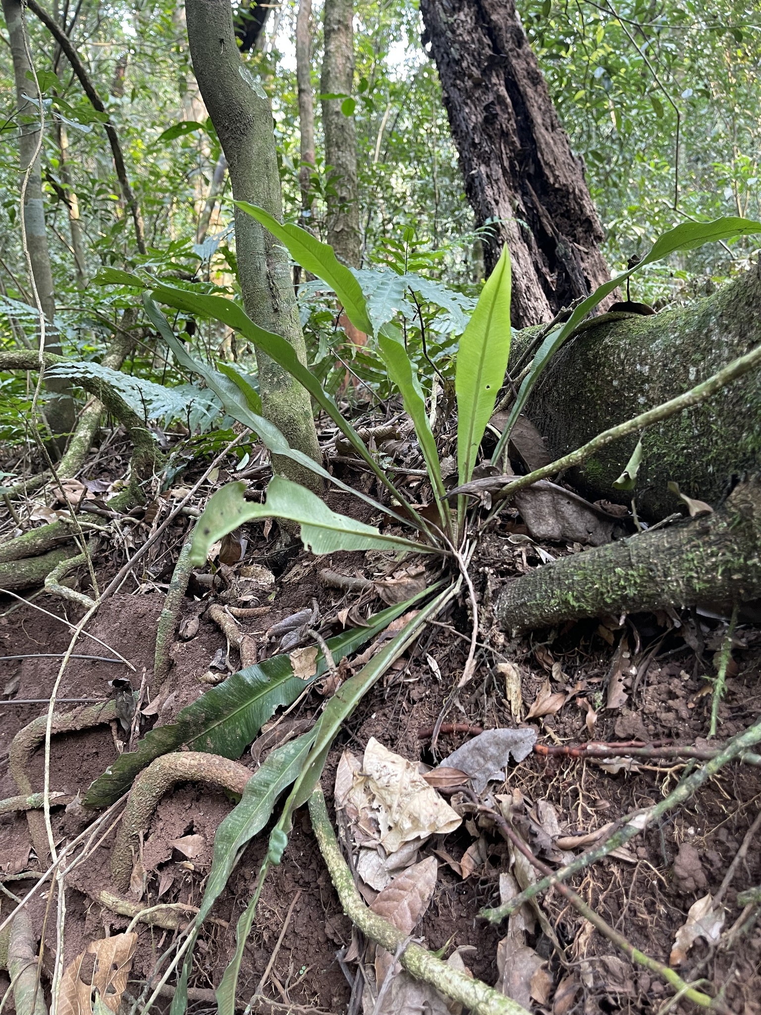 Asplenium stuebelianum Hieron. 2