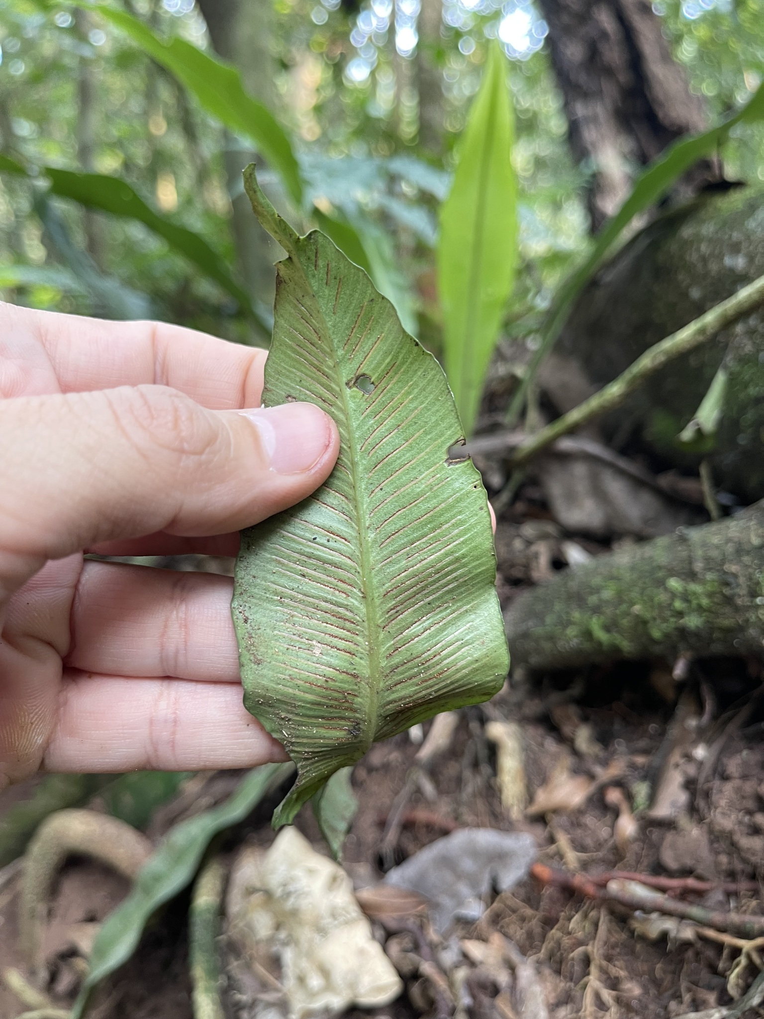 Asplenium stuebelianum Hieron. 3
