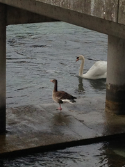 Anser anser domesticus