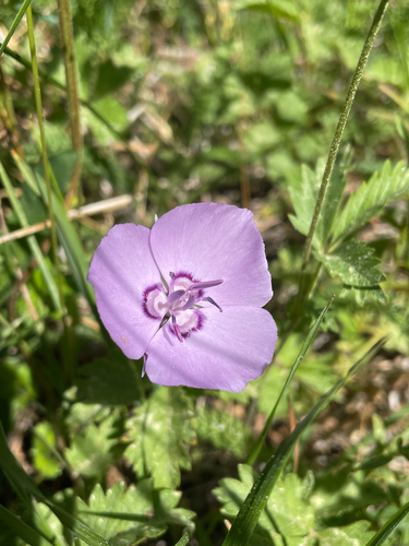 Naked mariposa lily (Calochortus nudus)