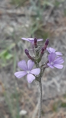 Buchnera floridana image
