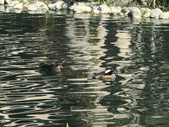 Lophodytes cucullatus