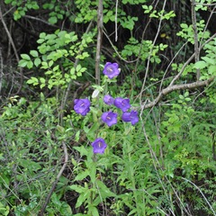 Campanula medium