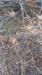 Physocarpus monogynus