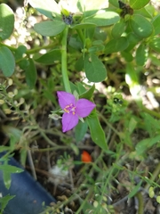 Callisia micrantha