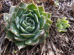 Echeveria simulans