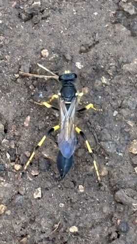 Sceliphron destillatorium