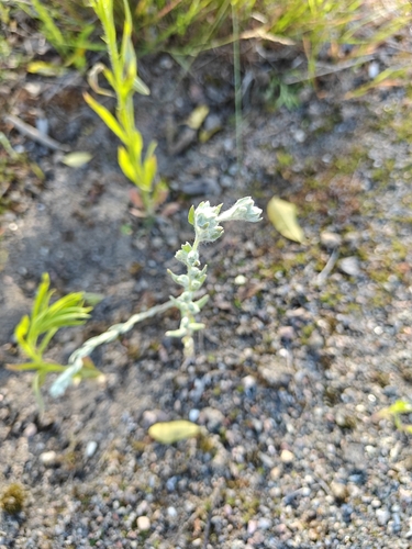 field fluffweed