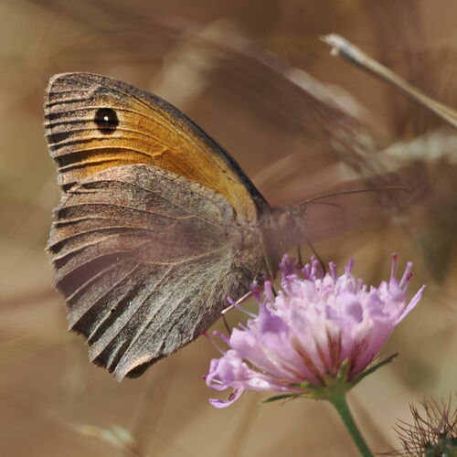Meadow Brown