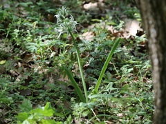 Ornithogalum boucheanum