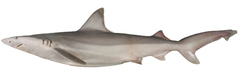 Creek Whaler photo 3