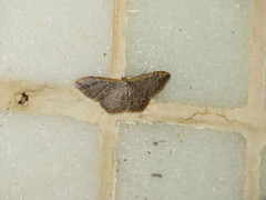 Idaea costiguttata