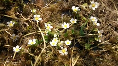 Ranunculus aquatilis