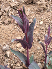 Penstemon parryi