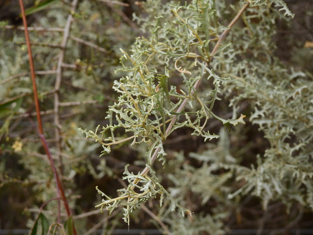 Atriplex lampa; photograph (c) Guillermo Debandi, some rights reserved (CC BY)