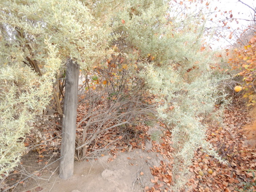 Atriplex lampa, photograph 2